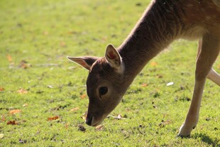 小鹿草地低头觅食
