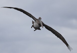 翱翔天际的鹈鹕