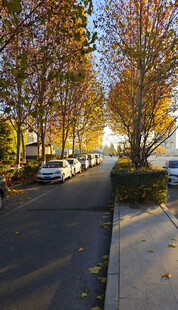 秋日街道的静谧美景