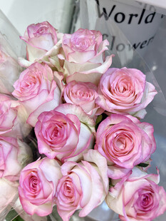 粉色玫瑰花束