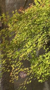 绿叶垂挂于古朴墙旁