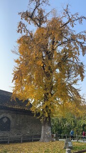 秋日黄叶树 古朴建筑旁