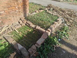 砖砌花坛绿植初绽生机