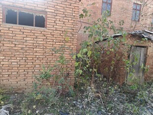 荒废砖房杂草丛生
