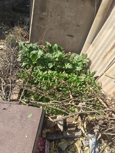 墙角绿植生机盎然