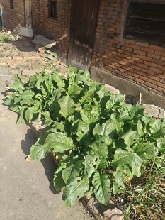 门前茂盛的绿色蔬菜