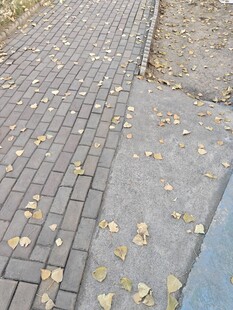 秋日砖道落叶景致