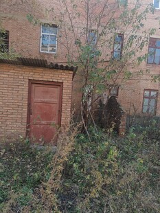 废弃房屋旁的杂乱植物