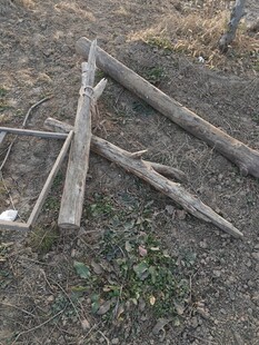 地面上的几根枯木