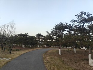 冬日林间蜿蜒小路