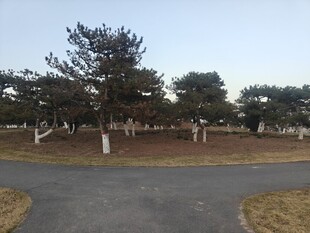 公园中的树木与环形道路