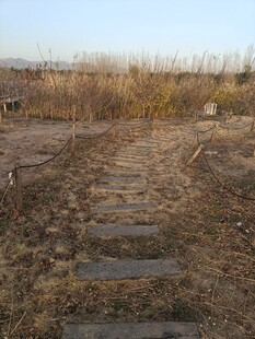 荒野中的石板小径