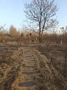 冬日荒径旁的孤树