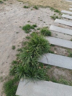 石板小径旁的蓬勃绿草