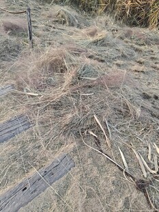 秋日荒野中的木质小径