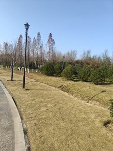 公园小径旁的草地与树木