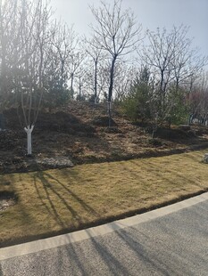 冬日城郊道路旁的萧瑟景致