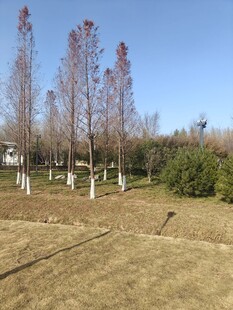 冬日郊野树林景观