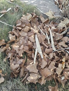 地面上的枯叶与草茎