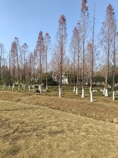 冬日草地旁的挺拔树木