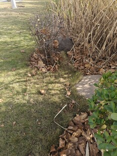 秋日草地旁的枯萎植物