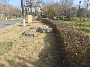 冬日公园草地景观