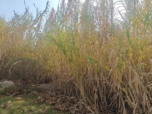 秋日芦苇丛景观