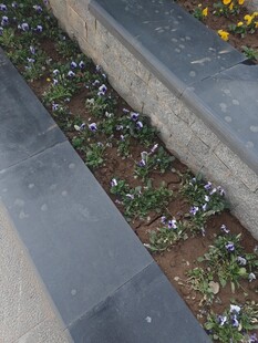 路边缝隙中生长的小花