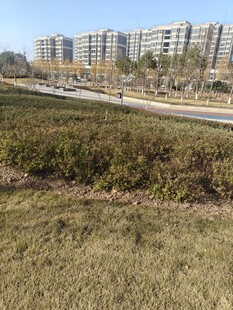 城郊草地与远处建筑群