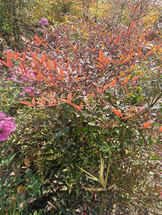 秋日多彩植物景观