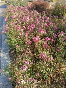 盛开的粉色花丛景观