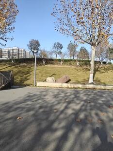 户外空旷道路旁的树木景观