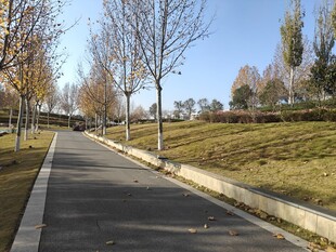 秋日静谧的林间小路