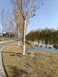 冬日公园小径风景