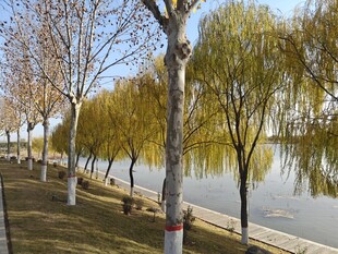 湖畔秋景 树木与长椅相伴