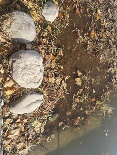 河边碎石与落叶景象