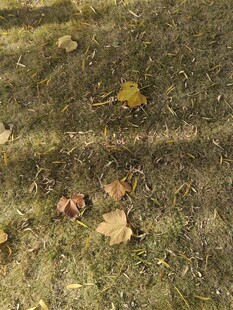 地面上散落的多彩秋叶