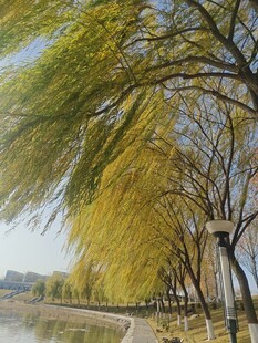 河畔垂柳尽显秋日风情