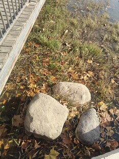 岸边石块与落叶景象