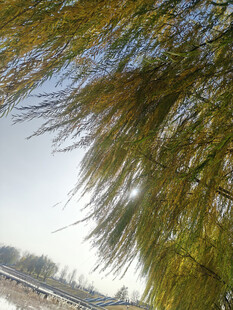 垂柳依依河畔春日景致