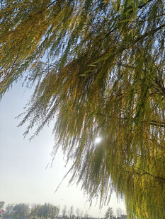 垂柳低垂尽显自然之美