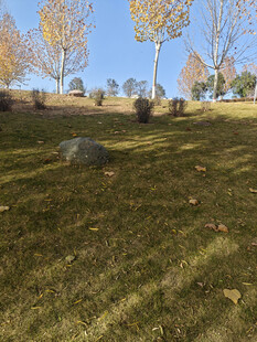 秋日草地与树木景致