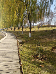 秋日柳荫下的林间小径