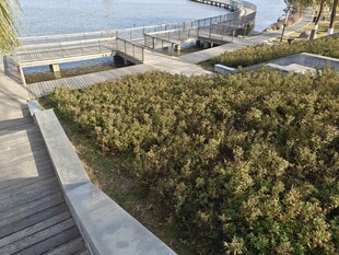 海滨步道旁的绿植景观