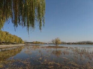 湖畔垂柳映蓝天美景