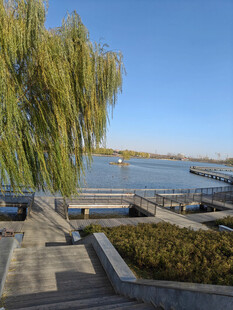 湖畔垂柳下的宁静景致