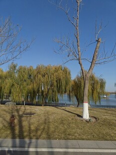 湖畔柳树映蓝天美景