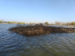 水域中的植被小岛