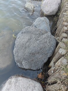 河边圆润的灰色大石头