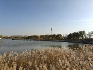 湖畔芦苇与远处风景